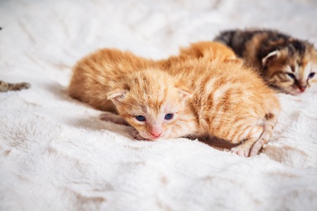 Portrait of one month old little cute kittens, tabby and gingerの写真素材