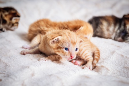 portrait of one month old little cute kittens, tabby and gingerの写真素材