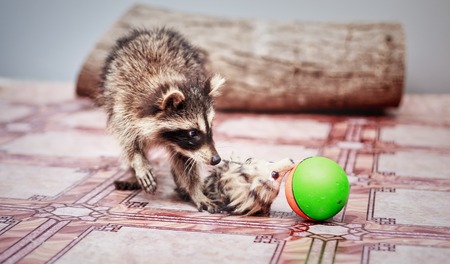 portrait of little playful racoon animal playing with toy, close upの写真素材