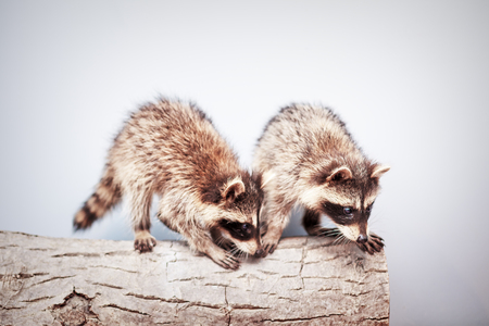 portrait of two little playful racoons animal on a logの写真素材