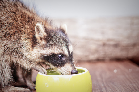 portrait of little playful racoon drinking water from a drinkerの写真素材