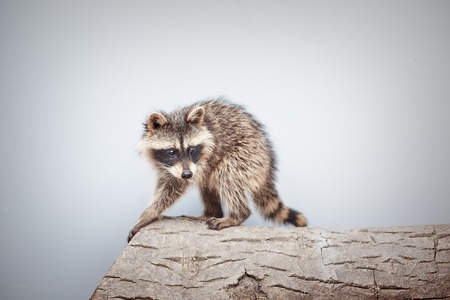 portrait of little playful racoon animal on a log