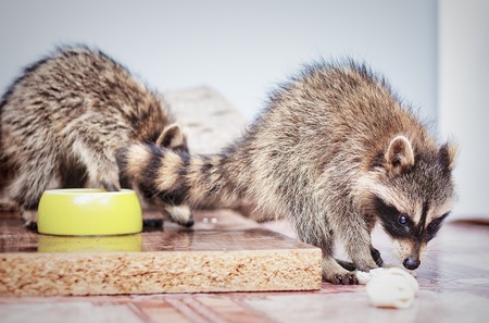 portrait of little playful racoons animal playing with toyの写真素材