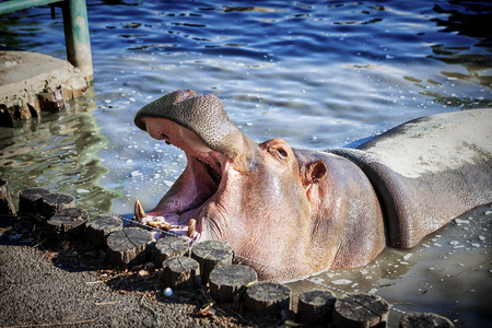 Young hippopotamus in the Safari park zoo, Krasnodar, Russiaの写真素材