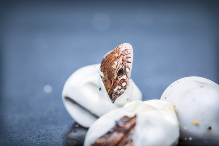 Little Sand lizards hatching from an eggs, selective focus