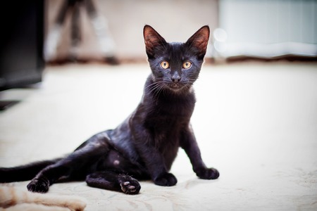 Portrait of a little young black catの写真素材