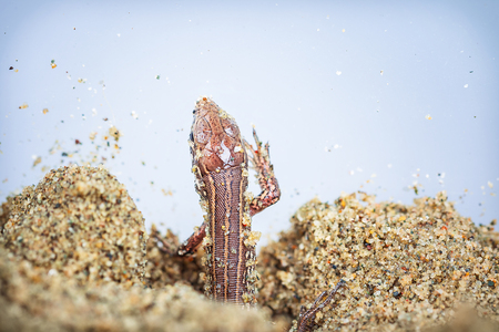 A little newborn sand lizard on sand, close up