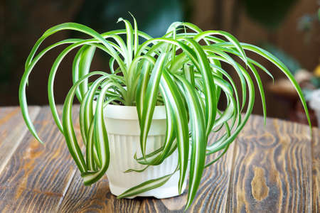 Chlorophytum in white flowerpot on wooden background. Ornamental plants in pot / Variegatum, comosum. Spider Plantの写真素材
