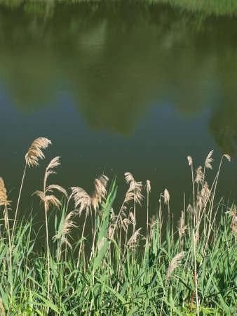 Cane near the river and reflexion of trees in waterの写真素材