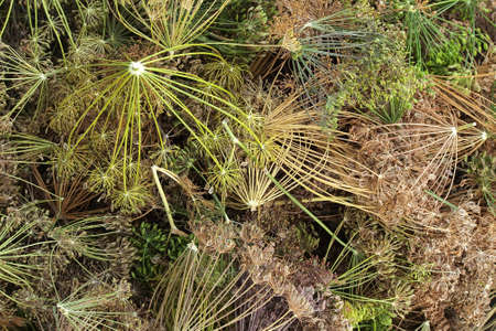 The dill collected for drying and storage      の写真素材