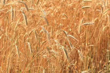 Rye ears in the field in the summerの写真素材