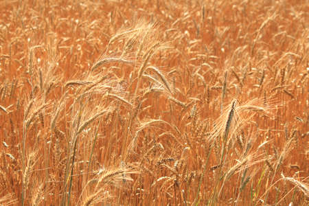 Rye ears in the field in the summerの写真素材