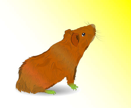Vector Guinea Pig  Vector illustration  EPS10  Transparency and art brushes used のイラスト素材