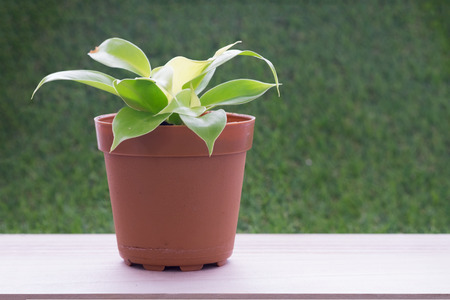 Small plant in brown flower pot on wooden table and grass wall backgroundの写真素材