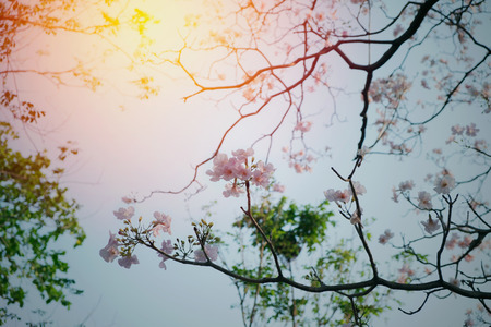Pink flower tree is blooming in summer in pastel filter on clear sky day/Pink flower tree in summerの写真素材