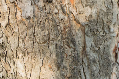 Dry brown bark of old big tree in day light/Dry brown barkの写真素材