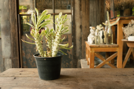 Small plant and many cactus and desert flora in flower pot on wooden table in garden in warm tone/Small plant in flower pot in warm toneの写真素材