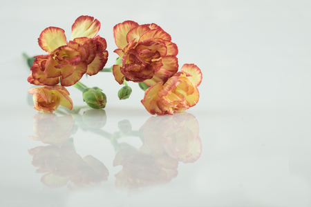 orange yellow carnation flower carnation flower white carnation flower on isolate background text word on background near carnation flower beautiful carnation lovely daisy pretty carnation fresh carnationの写真素材
