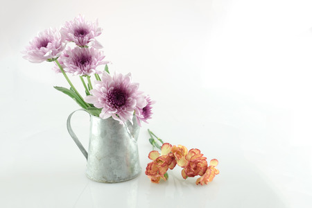 pink daisy orange carnation purple daisy flower white daisy flower on isolate background daisy in can text word on background ear daisy flower beautiful daisy lovely daisy pretty daisy fresh daisyの写真素材