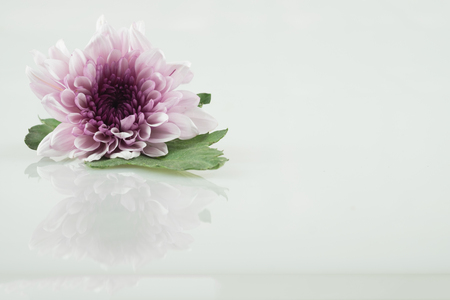 pink daisy flower purple daisy flower white daisy flower on isolate background text word on background ear daisy flower beautiful daisy lovely daisy pretty daisy fresh daisyの写真素材