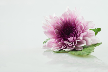 pink daisy flower purple daisy flower white daisy flower on isolate background text word on background ear daisy flower beautiful daisy lovely daisy pretty daisy fresh daisyの写真素材