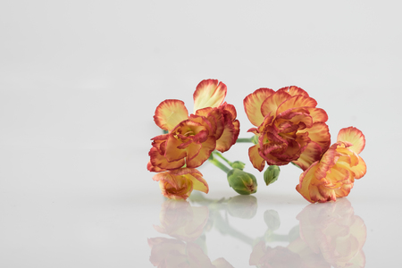 orange yellow carnation flower carnation flower white carnation flower on isolate background text word on background near carnation flower beautiful carnation lovely daisy pretty carnation fresh carnationの写真素材