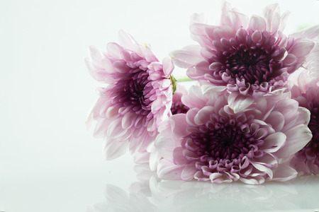 pink daisy flower purple daisy flower white daisy flower on isolate background text word on background ear daisy flower beautiful daisy lovely daisy pretty daisy fresh daisy isolatedの写真素材