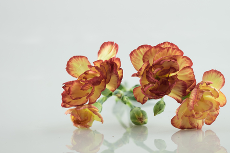 orange yellow carnation flower carnation flower white carnation flower on isolate background text word on background near carnation flower beautiful carnation lovely daisy pretty carnation fresh carnationの写真素材