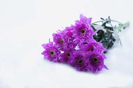 pink daisy flower purple daisy flower on white  isolate background text word on background daisy flower beautiful daisy lovely daisy pretty daisy fresh daisyの写真素材