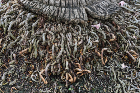 huge and long brown and black root of tree on the solid ground in garden or park or forestの写真素材