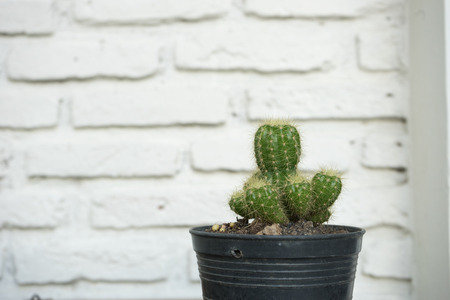 Small cactus plant in black flower pot on white wall background wooden tableの写真素材