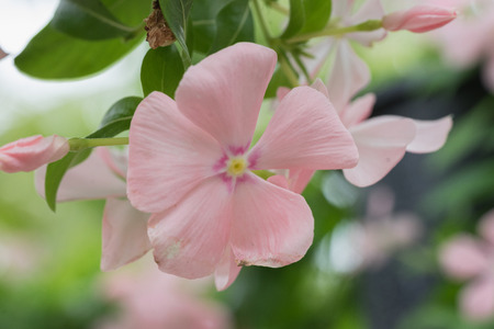 fresh pink orange hibiscus blooming blossom flower on tree with green leaf in the garden in day time