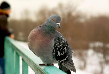 about city bird working as a modelの写真素材