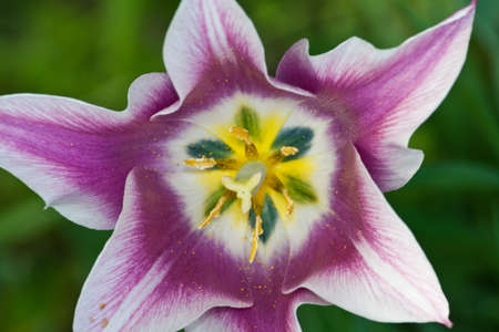tulip flower interior. Side view of pistils in yellow colors and oviaries. Pollen on petals in violet and white color with shades. Picture with focus on foreground. Green background out of focus. の写真素材