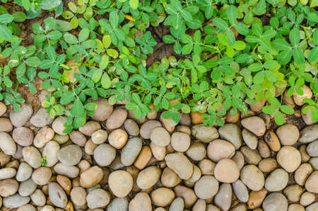 Half frame, between rock and plantの写真素材