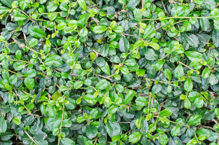 Close up green leavesの写真素材