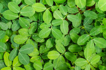 Green leaves, top view