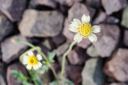 Twin flower grassの写真素材