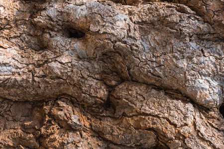 Texture of the bark old tree.