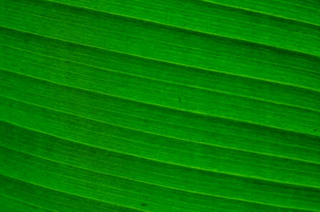 Close up the texture of banana leaf.の写真素材