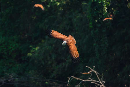 Brahminy kite flying and watching prey on water. Selective Focus.の写真素材