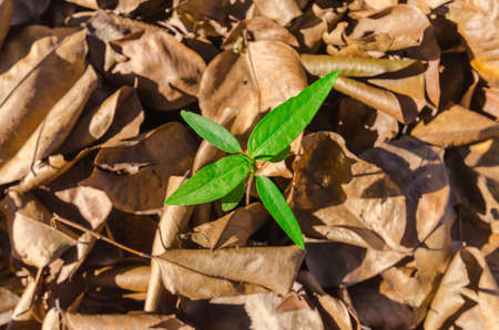 Top view of a little tree growing out from heap of dry leaves.の写真素材