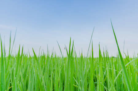 The abstract green background of rice plant in rice field with dew by nature.の写真素材