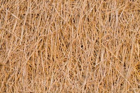 Close up the pattern of rice straw. After harvest season.の写真素材