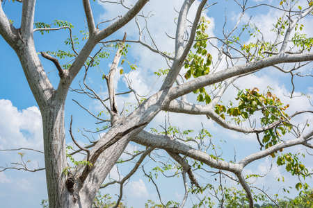 Full frame composition, tree on a blue sky background.の写真素材