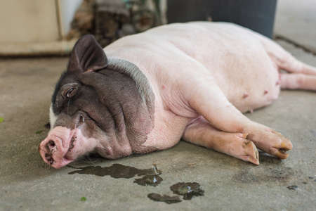 Sleeping pig on the floor and look at the camera.  Selective Focus.の写真素材