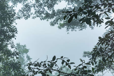 Frame of the branch in the morning with dense fog. Suitable for use as wallpapers.