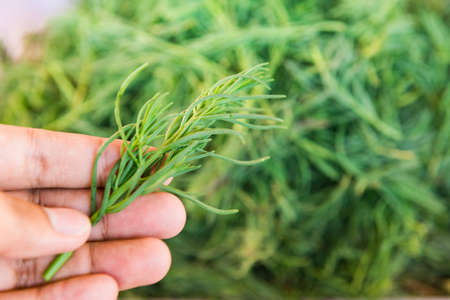 Hand holding up a seablite (Suaeda maritima). Selective Focus.の写真素材