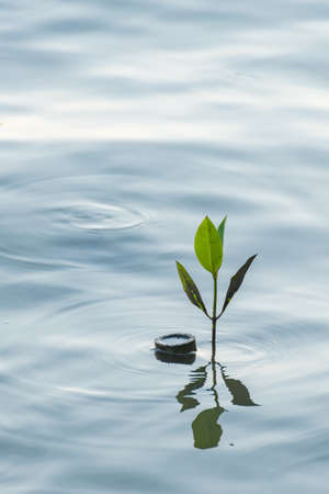 Mangrove sprout in the water at mangrove forest in Thailand.の写真素材