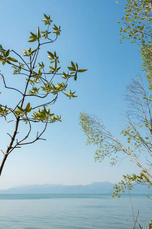 Landscape of trees, sea and mountain at seaside.の写真素材